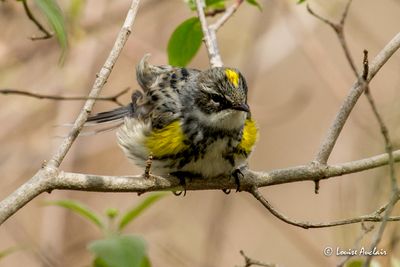 Paruline  croupion jaune