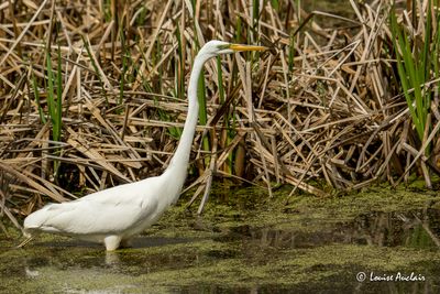 Grande aigrette