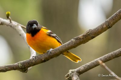 Oriole de Baltimore