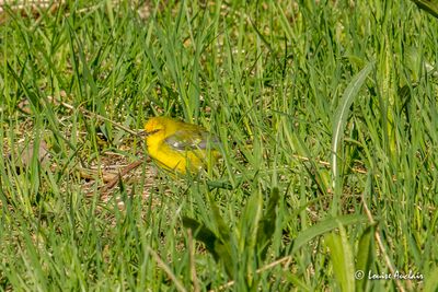 Magee Marsh - Pointe Pelée