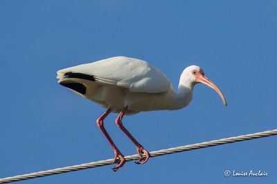 Ibis blanc - White Ibis