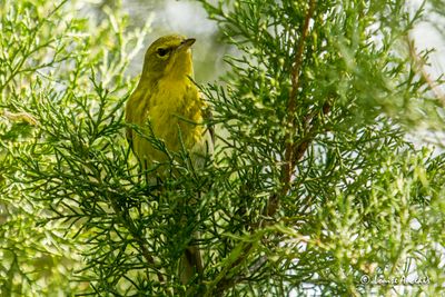 Paruline des pins - Pine Warbler