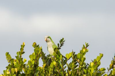 Conure veuve - Monk Parakeet
