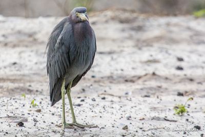 Aigrette bleue - Little Blue Heron