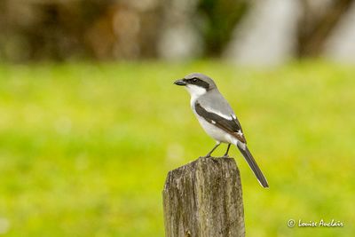 Pie-grièche migratrice - Loggerhead Shrike