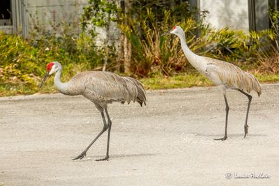Grue du Canada - Sandhill Crane
