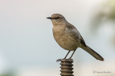 Moqueur polyglotte - Northern Mockingbird