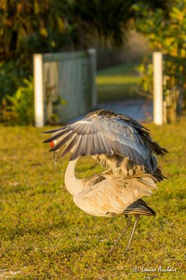 Grue du Canada - Sandhill Crane