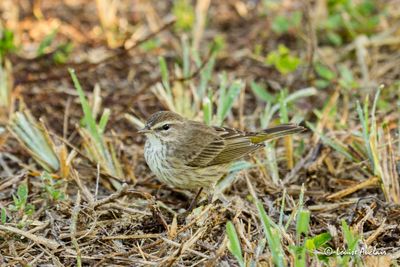 Paruline à couronne rousse - Palm Warbler