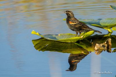 Carouge à épaulettes - Red-winged Blackbird