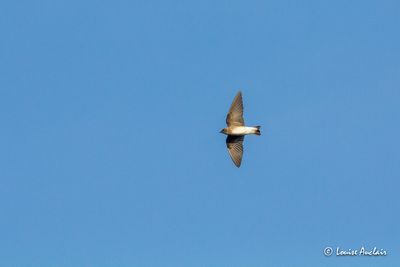 Hirondelle à ailes hérissées - Northern Rough-winged Swallow