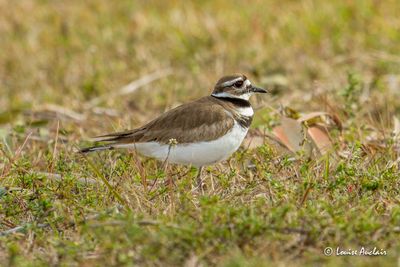 Pluvier kildir - Killdeer