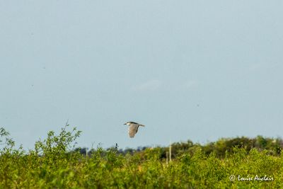 Bihoreau gris - Black-crowned Night-Heron