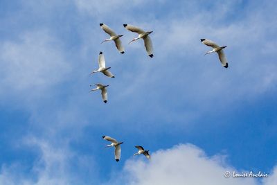 Ibis blanc - White Ibis