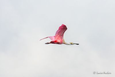 Spatule rosée - Roseate Spoonbill
