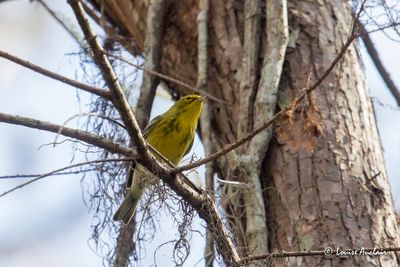 Paruline des pins - Pine Warbler