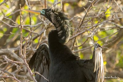 Anhinga d'Amérique - Anhinga