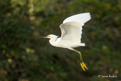 Aigrette neigeuse - Snowy Egret