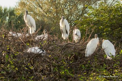 Tantale d’Amérique - Wood Stork