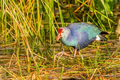 Talve  tte grise - Grey-headed Swamphen