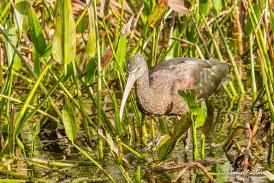 Ibis falcinelle - Glossy Ibis
