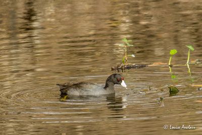 Foulque D'Amrique - America Coot
