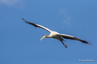 Tantale d'Amrique - Wood Stork