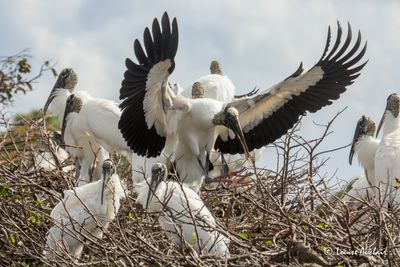 Tantale d'Amrique - Wood Stork