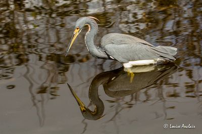 Aigrette tricolore -Tricolored Heron