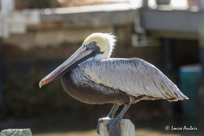 Plican brun -  Brown Pelican