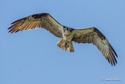 Balbuzard pcheur - Osprey