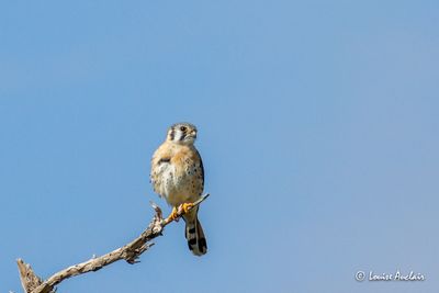 Crcerelle dAmrique - American Kestrel