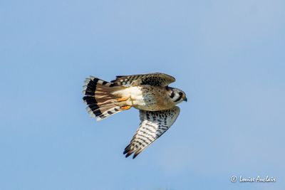 Crcerelle dAmrique - American Kestrel