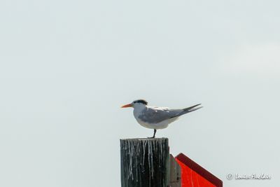 Sterne royale - Royal Tern