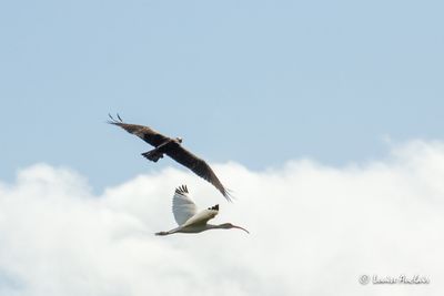 Balbuzard pcheur et Ibis blanc - Osprey and White Ibis