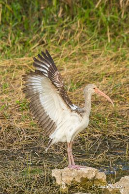 Ibis blanc - White Ibis ( juvnile)