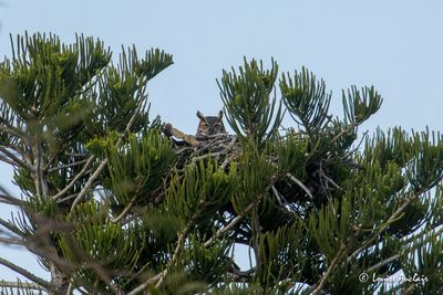 Grand-duc DAmrique - Great Horned Owl
