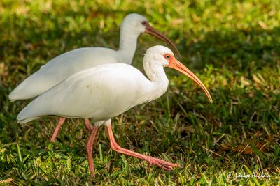 Ibis blanc - White Ibis
