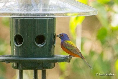 Passerin nonpareil - Painted Bunting