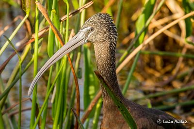 Ibis falcinelle-  Glossy Ibis