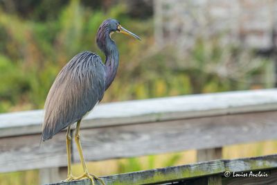 Aigrette tricolore - Tricolored Egret