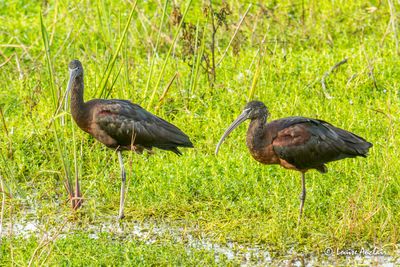  Ibis falcinelle - Glossy Ibis