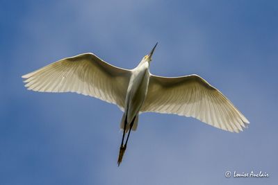 Aigrette neigeuse - Snowy Egret