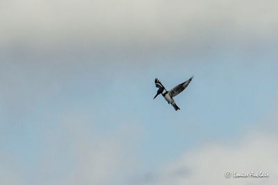 Martin-pcheur d'Amrique -Belted Kingfisher