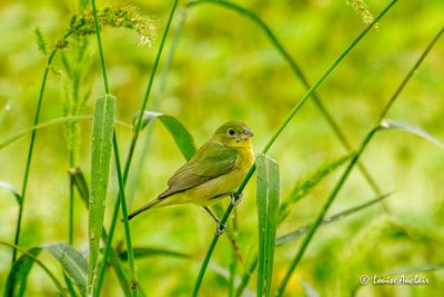 Passerin nonpareil - Painted Bunting (femelle)