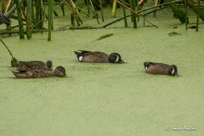 Sarcelle ailes bleus -  Blue-winged Teal