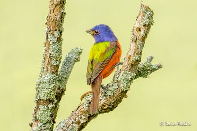 Passerin nonpareil - Painted Bunting