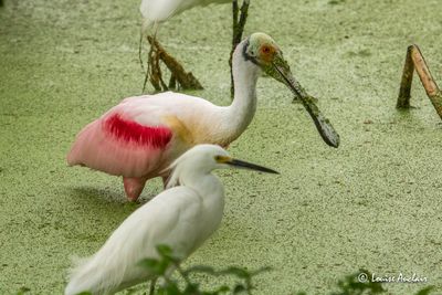 Spatule rose - Roseate Spoonbill