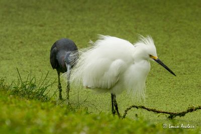  Aigrette neigeuse - Snowy Egret