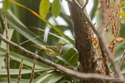 Vido aux yeux blancs - White-eyed Vireo